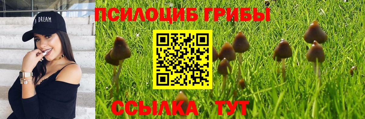 Псилоцибиновые грибы мицелий Саяногорск